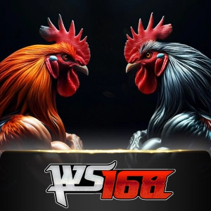Ws168 Sabung - BEERSLOT365